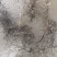 海金沙种苗两年根茎苗