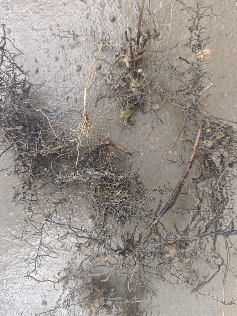 海金沙种苗两年根茎苗