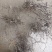 海金沙种苗两年根茎苗
