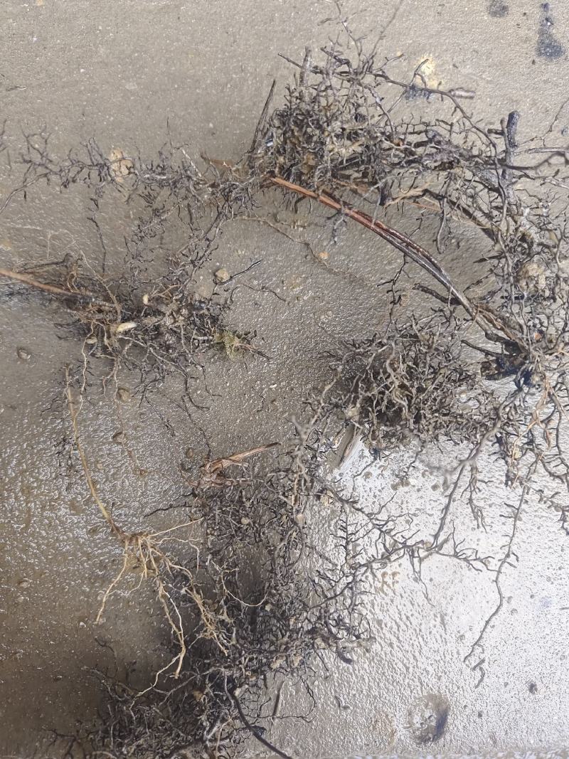 海金沙种苗两年根茎苗