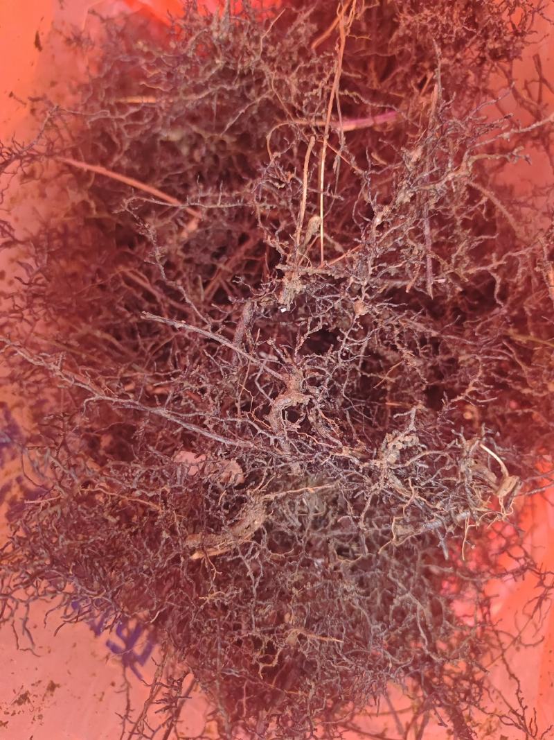 海金沙种苗两年根茎苗