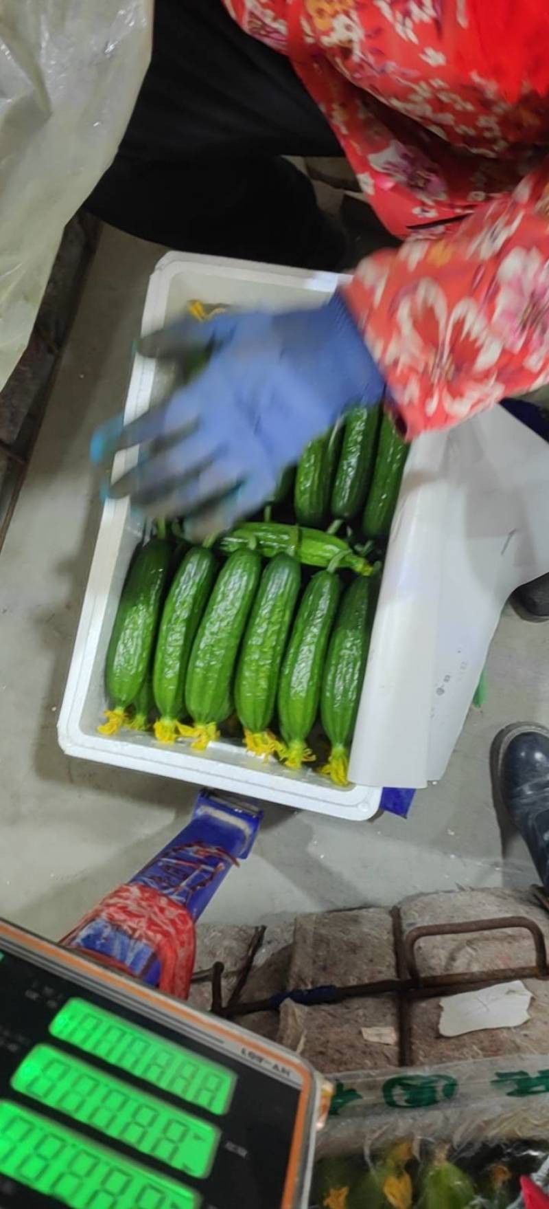 鲜花小黄瓜，丝瓜，苦瓜