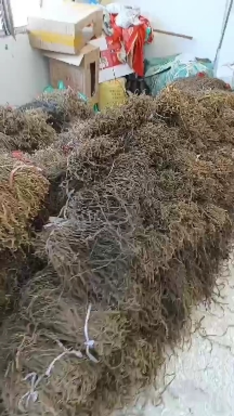 安徽亳州特产干豆角大量供应，产地直发对接全国