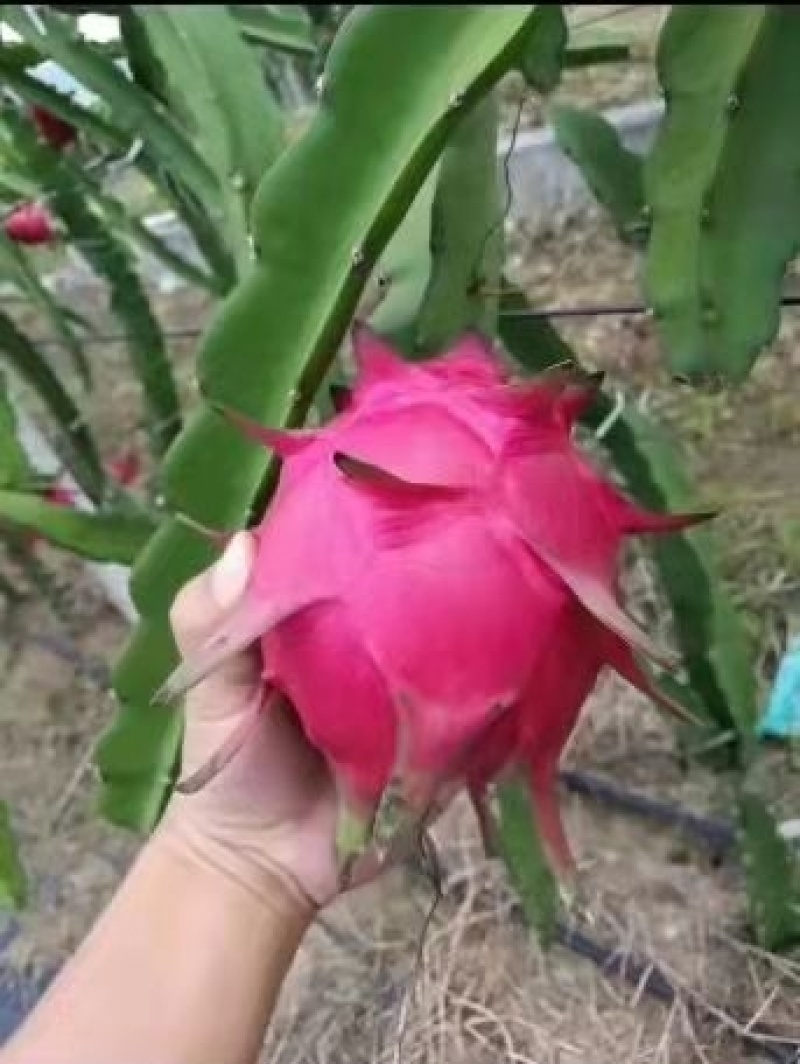 蜜宝火龙果苗45公分高