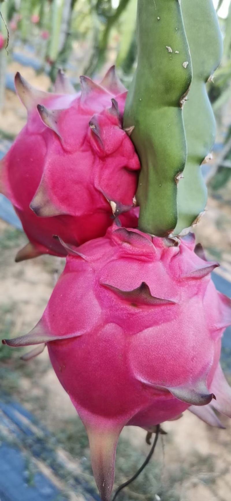 蜜宝火龙果苗45公分高