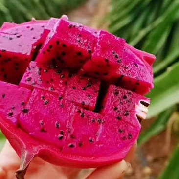 蜜宝火龙果苗45公分高