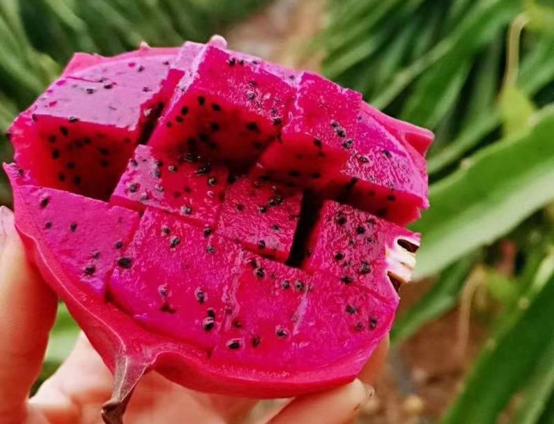 蜜宝火龙果苗45公分高