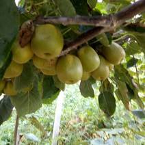 猕猴桃实生苗红心多种果树苗可选无花果核桃
