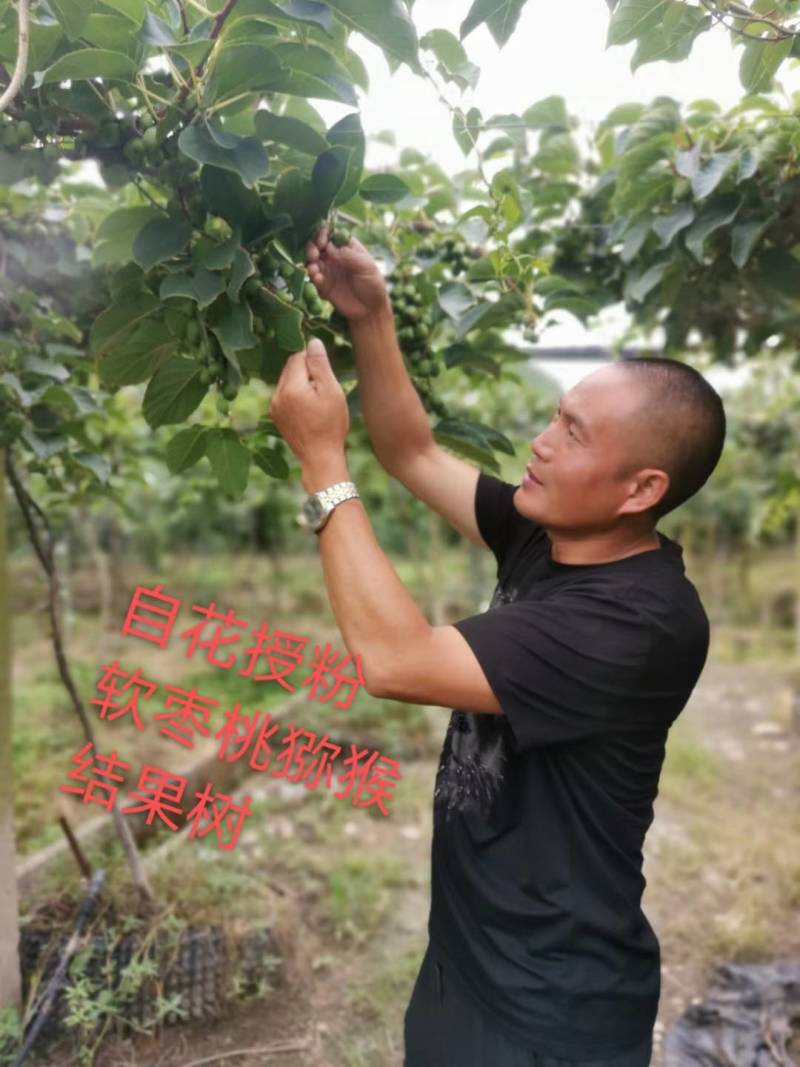苗圃果树苗多种果树猕猴桃苗红黄绿心猕猴桃
