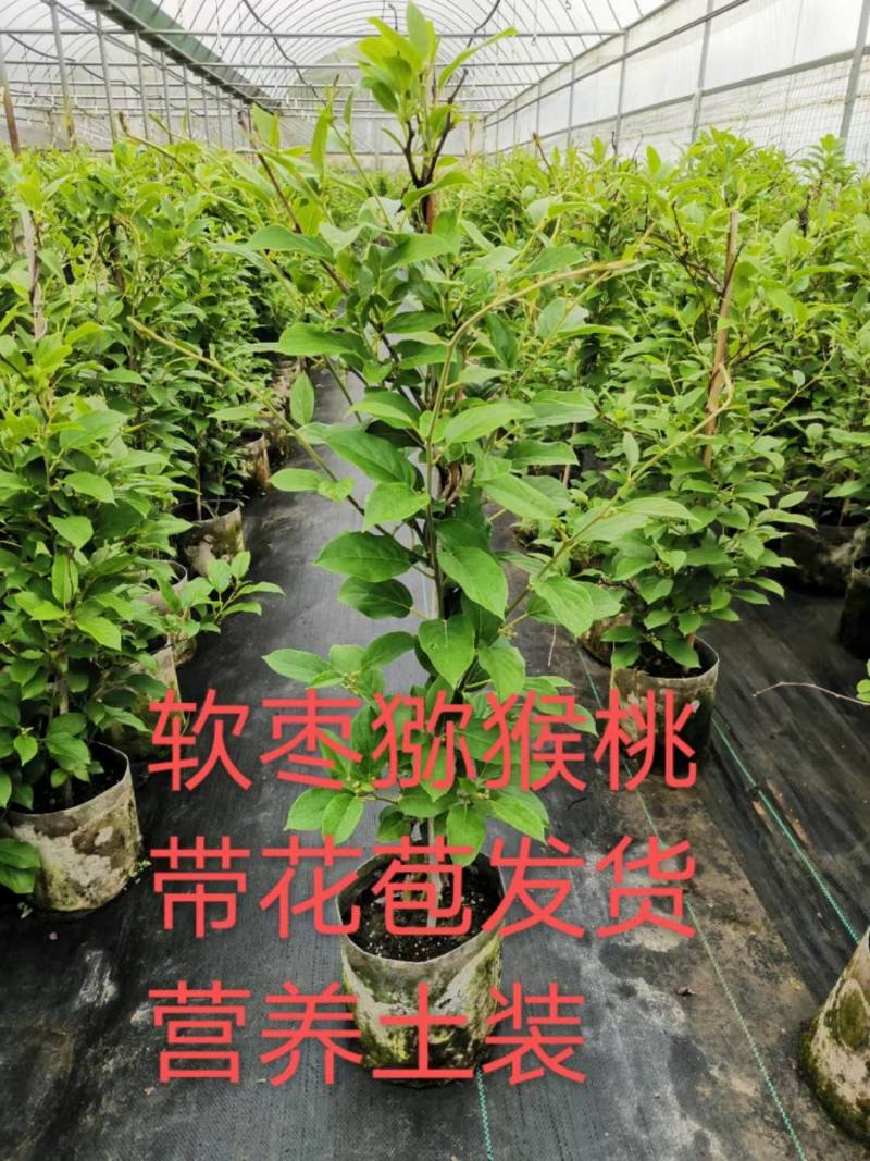 苗圃果树苗多种果树猕猴桃苗红黄绿心猕猴桃