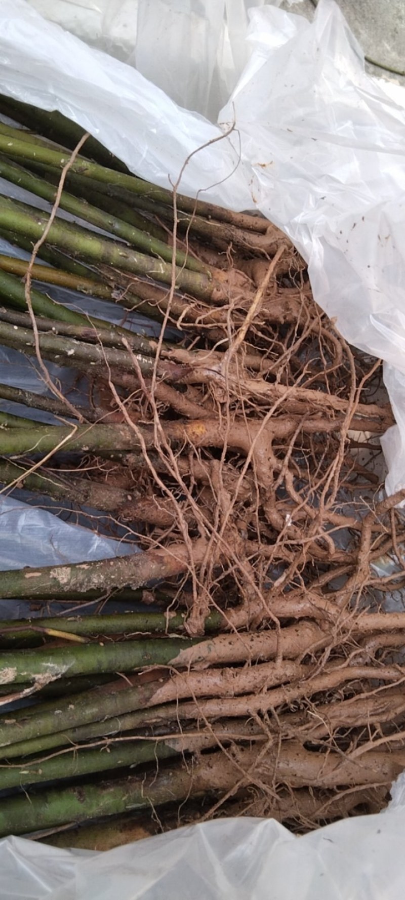（木姜子苗）现挖现卖品种纯正裸根袋苗都有