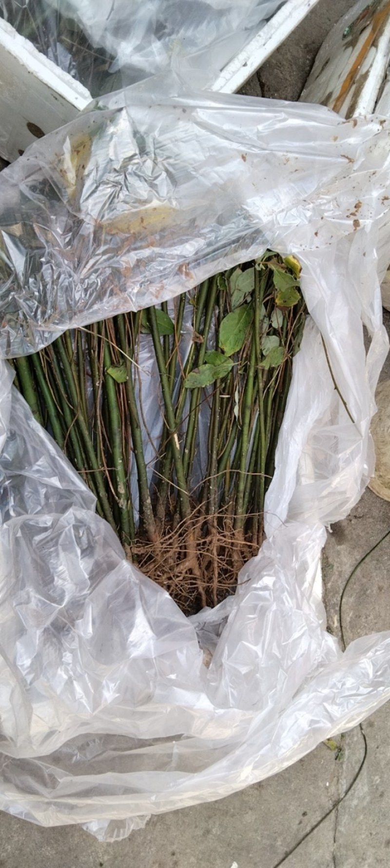 （木姜子苗）现挖现卖品种纯正裸根袋苗都有