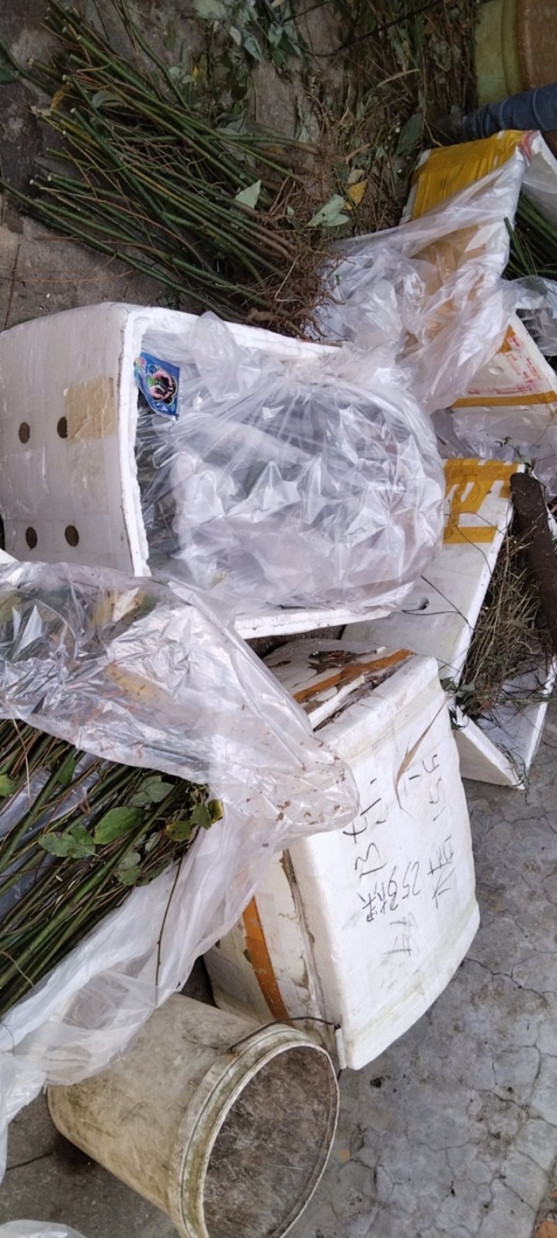 （木姜子苗）现挖现卖品种纯正裸根袋苗都有