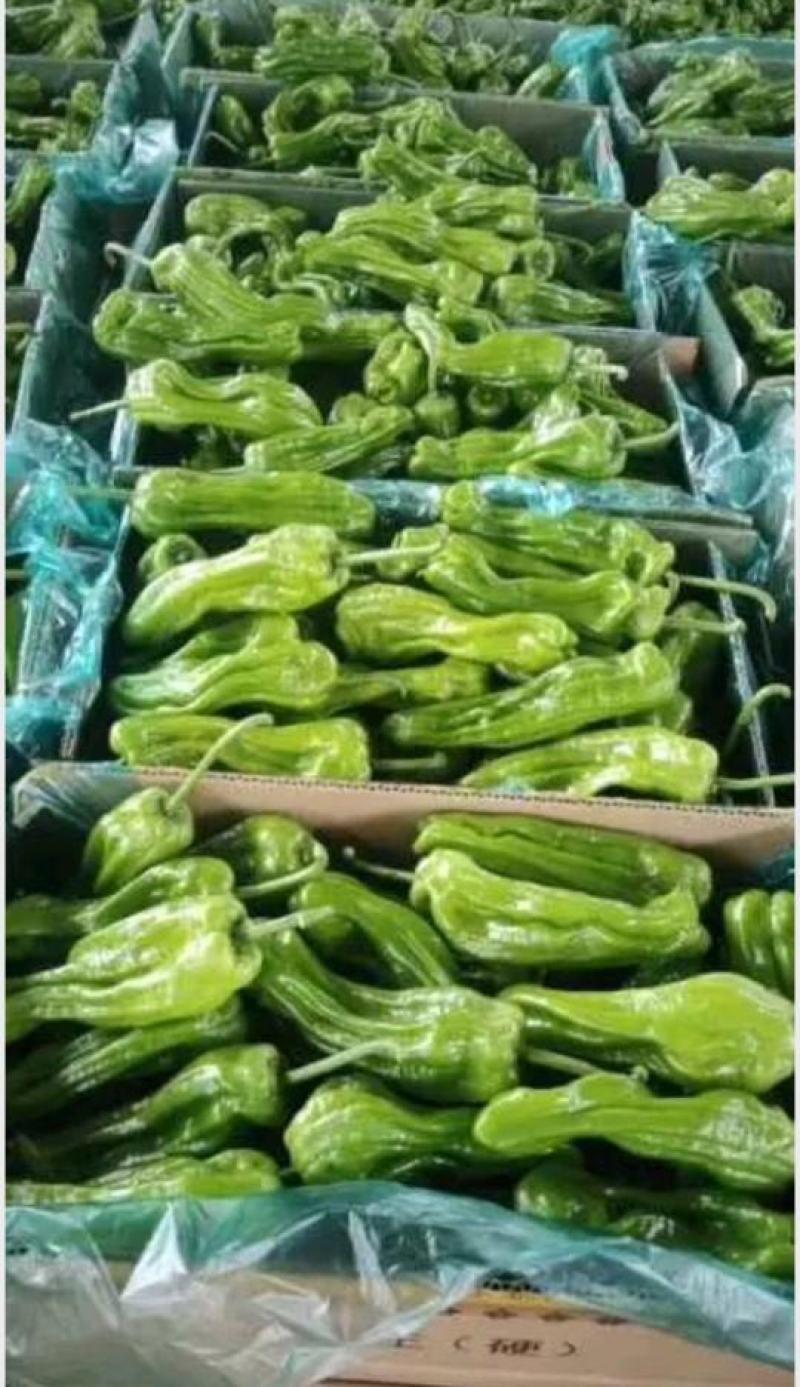 精品山东鲜辣椒泡椒五号辣椒大量上市中可视频看货