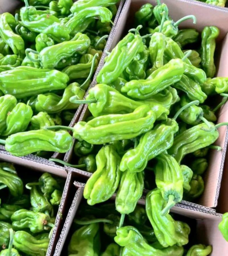 精品山东鲜辣椒泡椒五号辣椒大量上市中可视频看货