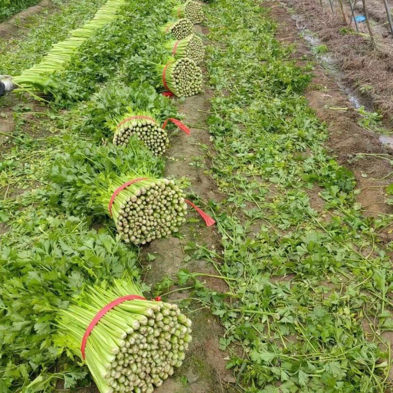 赤峰芹菜，皇后芹菜，根白，杆黄，全国发货，欢迎咨询