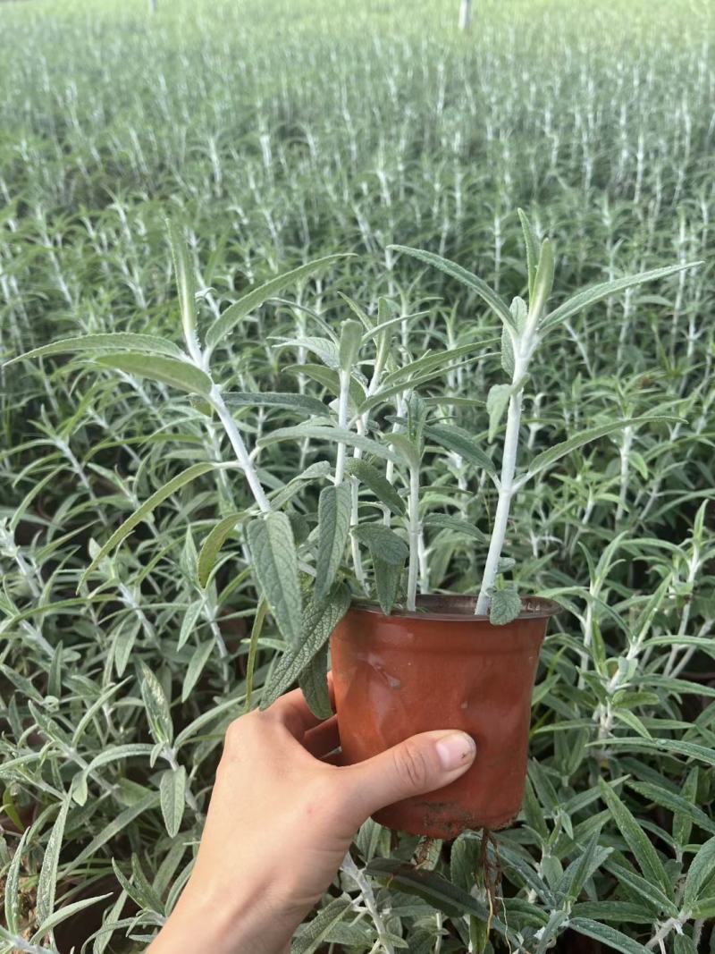 墨西哥鼠尾草绿化工程专用