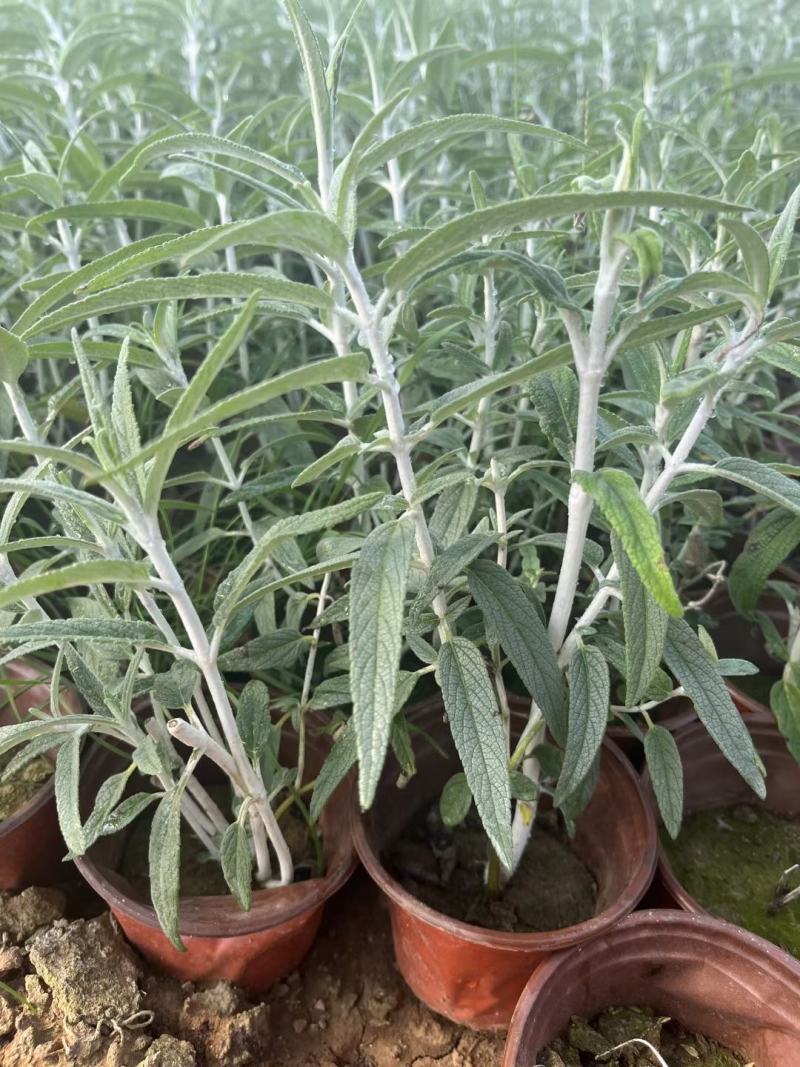 墨西哥鼠尾草绿化工程专用