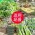 超市捆扎蔬菜胶带果蔬扎口胶带彩色生鲜捆菜环保绑菜胶带定做