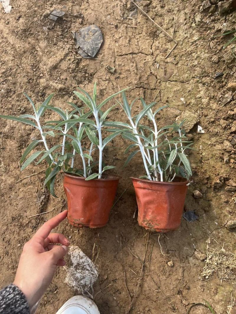 墨西哥鼠尾草绿化工程专用
