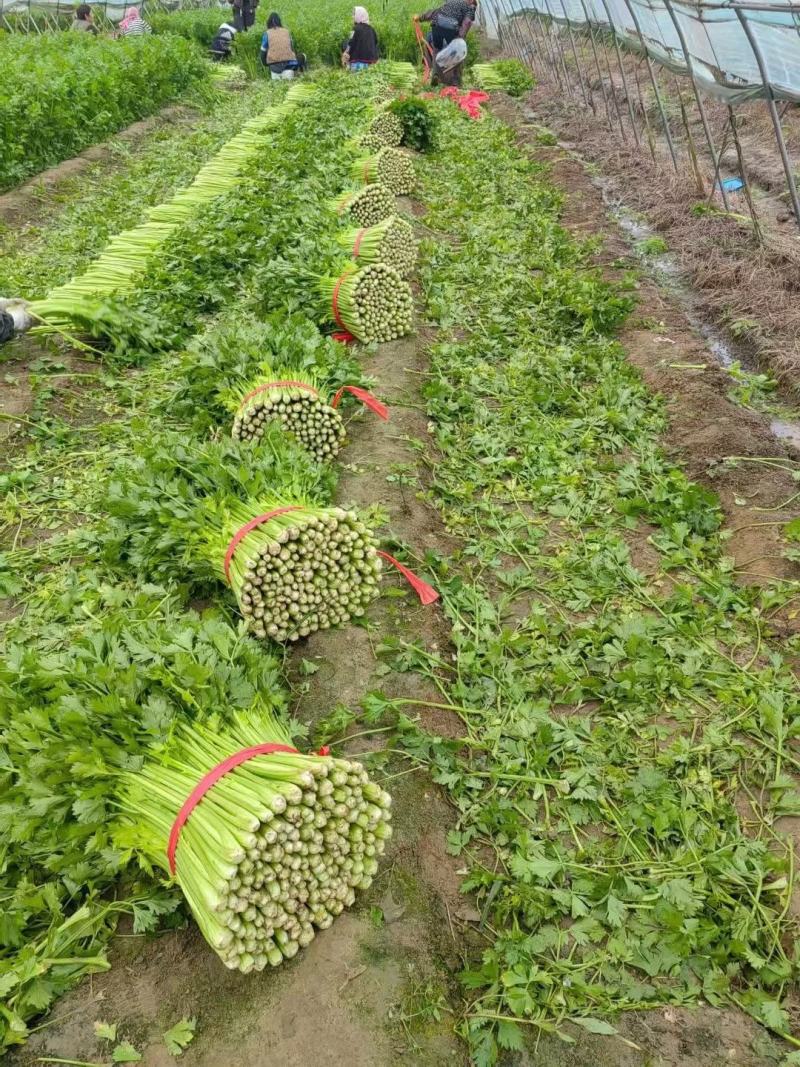赤峰芹菜，皇后芹菜，根白，杆黄，全国发货，欢迎咨询