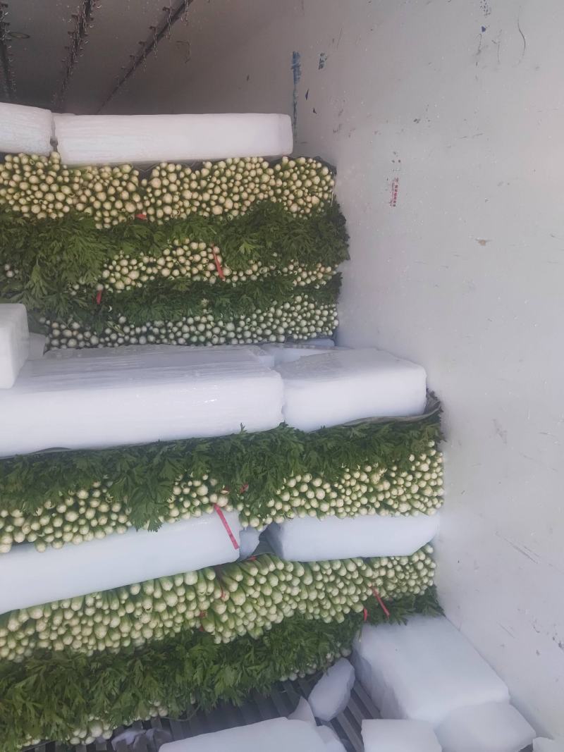 赤峰芹菜，皇后芹菜，根白，杆黄，全国发货，欢迎咨询