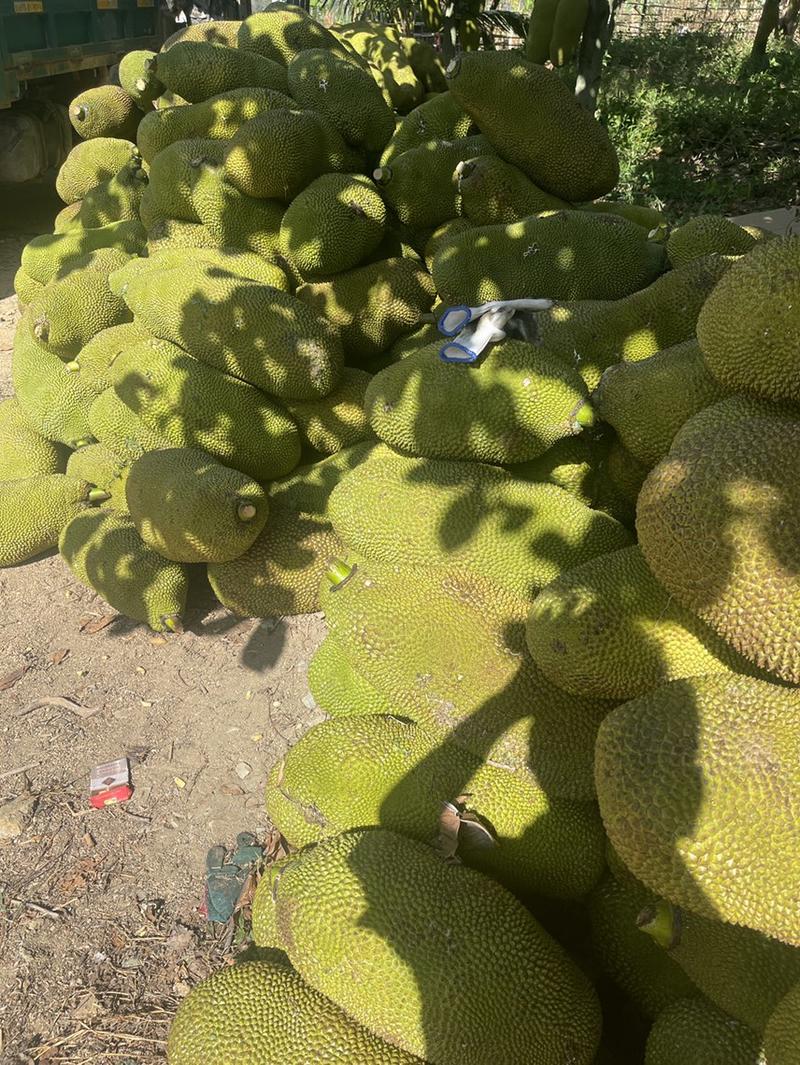 海南菠萝蜜泰八产地直供一手货源对接市场电商市场
