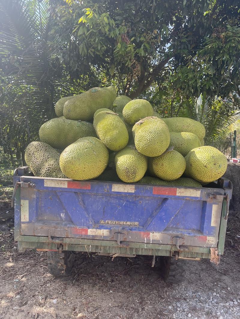海南菠萝蜜泰八产地直供一手货源对接市场电商市场