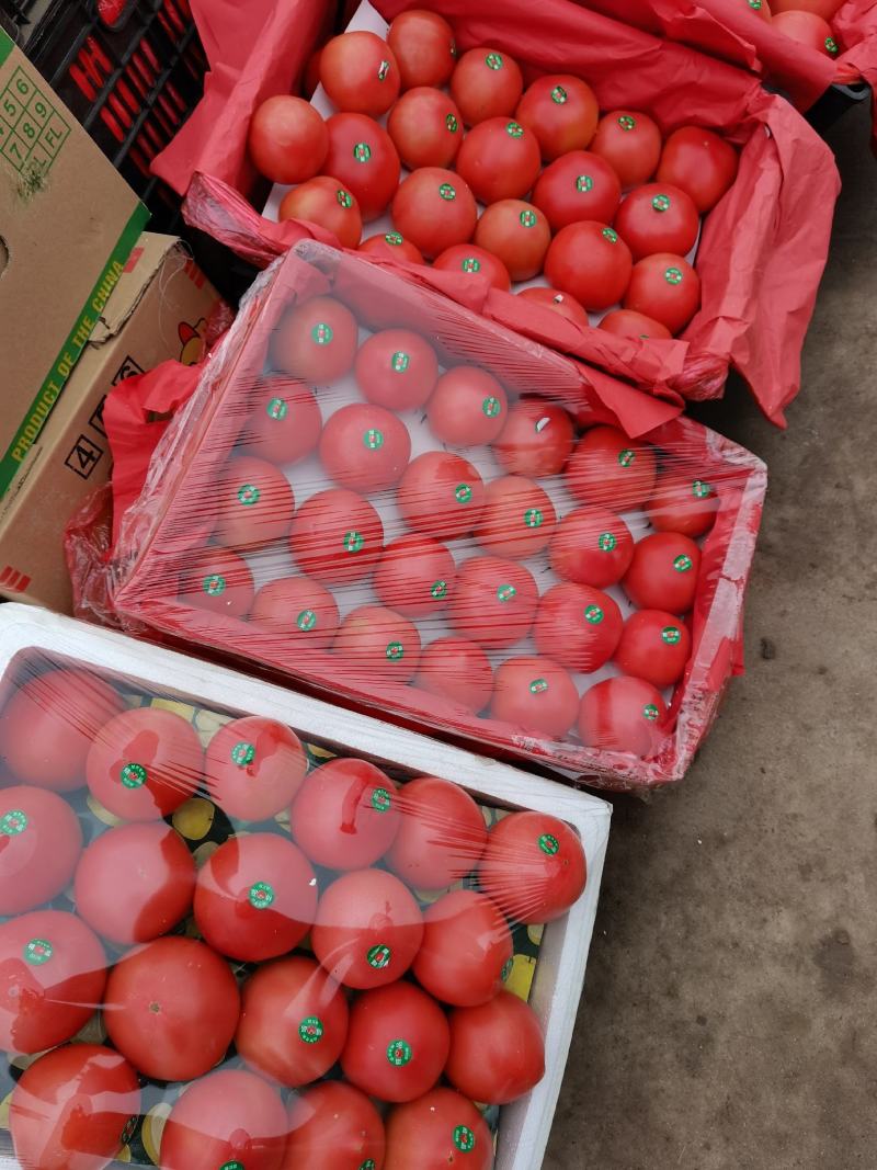 西红柿产地大量供应。需要西红柿的老板可以联系我。