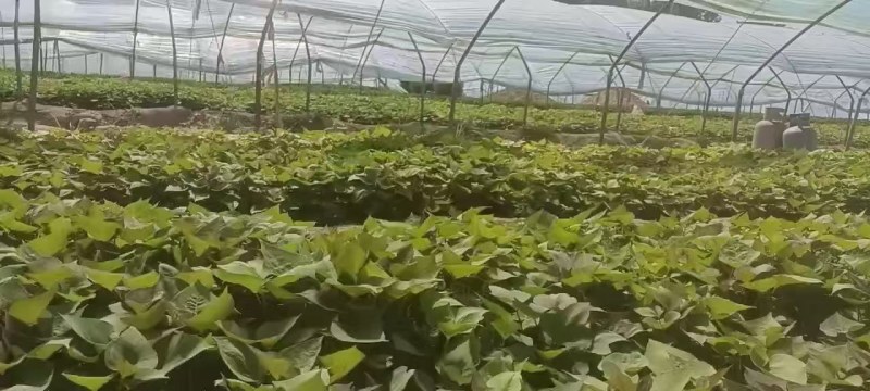 地瓜苗波哥育苗基地，品质保证好，原种脱毒红薯育苗，成活好