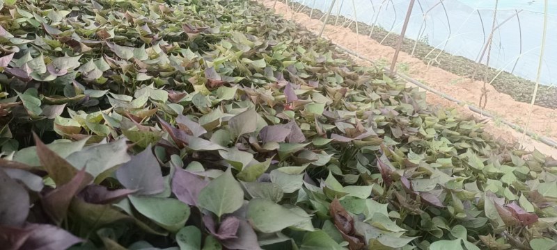 地瓜苗波哥育苗基地，品质保证好，原种脱毒红薯育苗，成活好