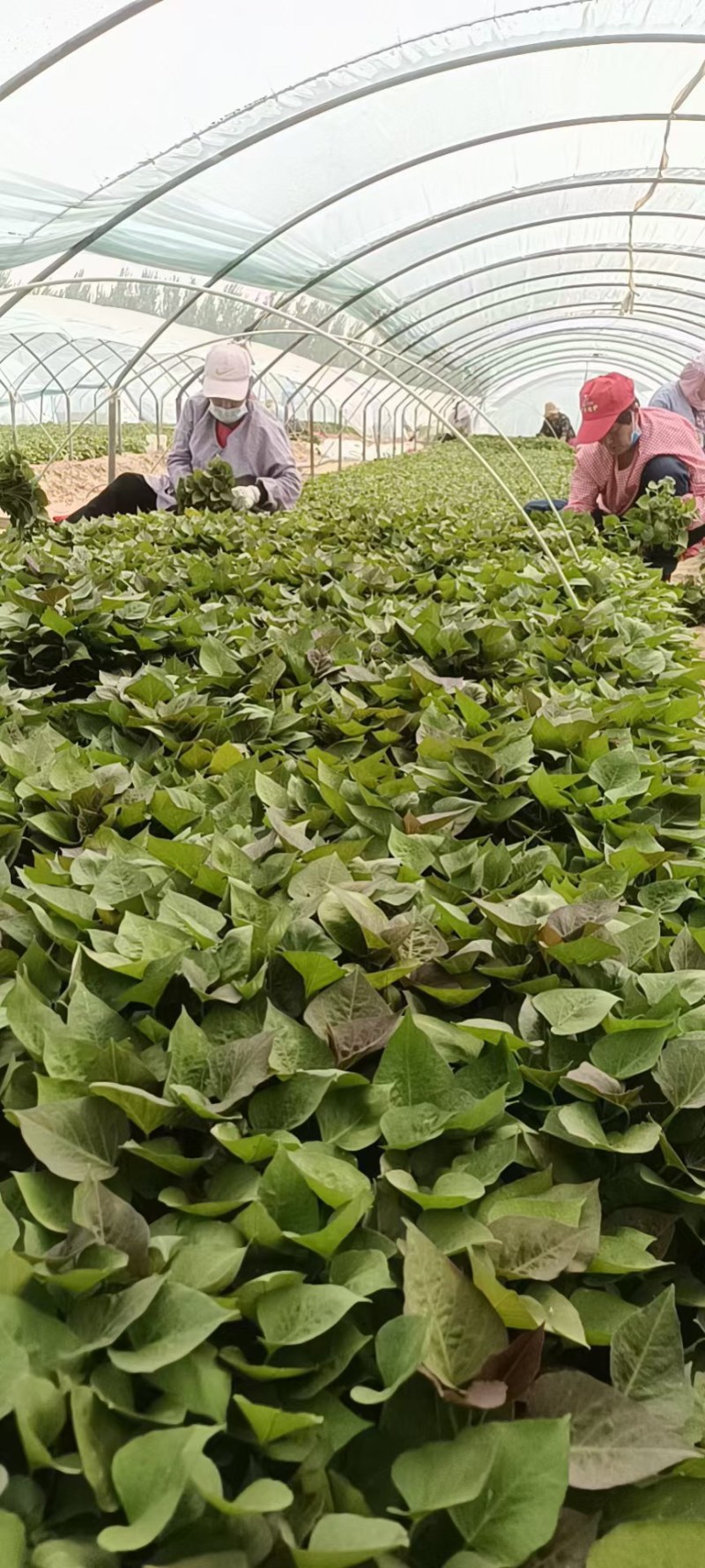 地瓜苗波哥育苗基地，品质保证好，原种脱毒红薯育苗，成活好