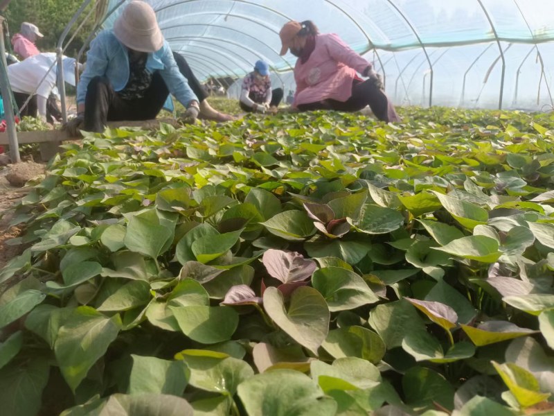 地瓜苗波哥育苗基地，品质保证好，原种脱毒红薯育苗，成活好
