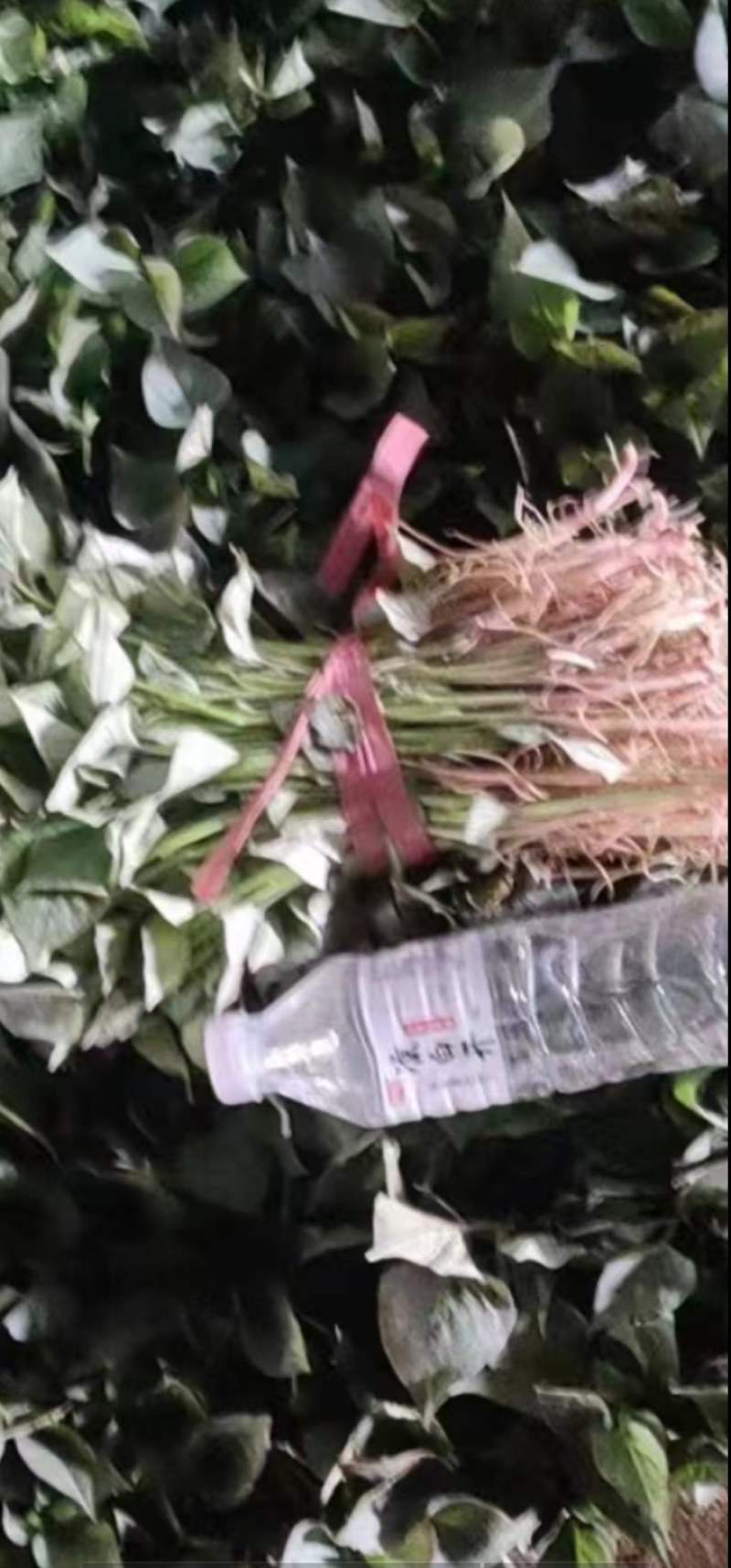 地瓜苗波哥育苗基地，品质保证好，原种脱毒红薯育苗，成活好
