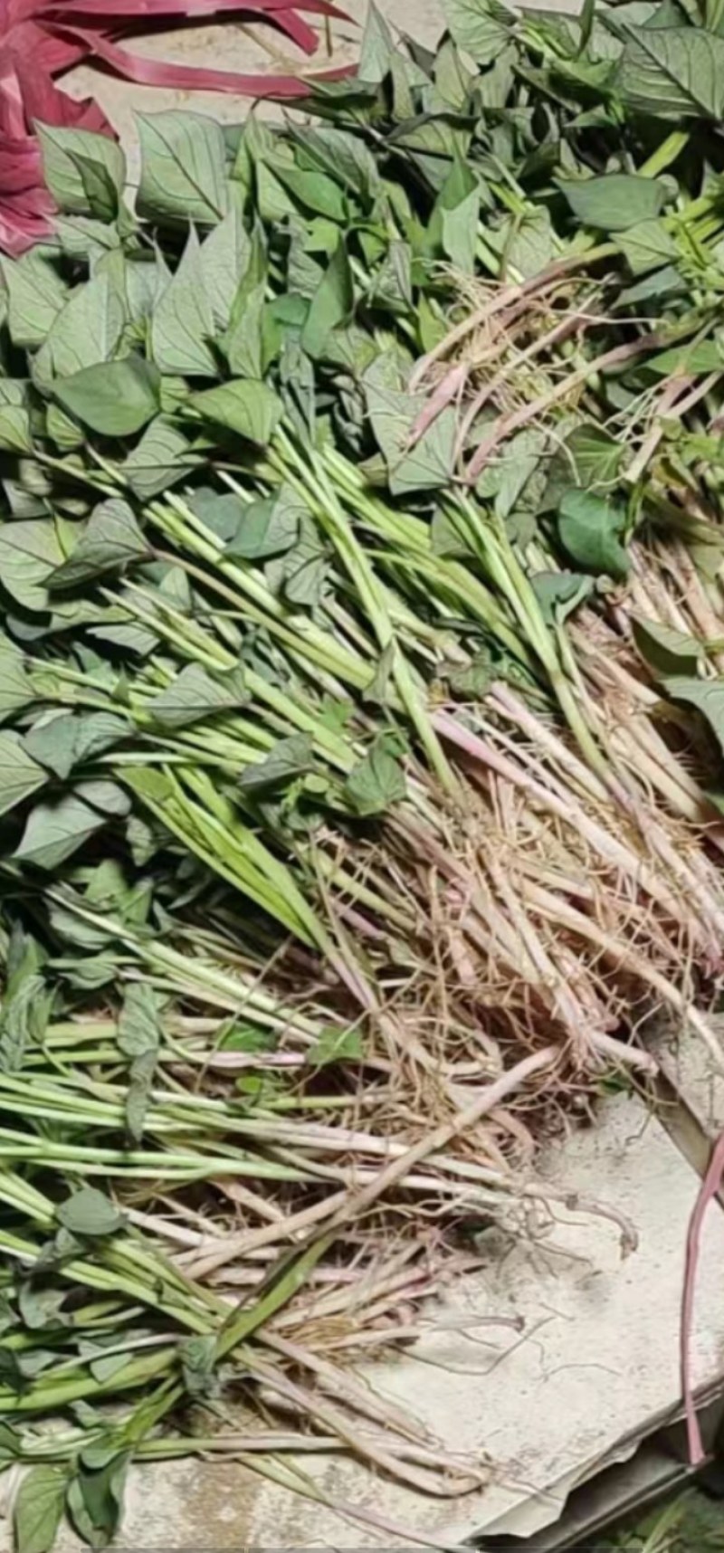 地瓜苗波哥育苗基地，品质保证好，原种脱毒红薯育苗，成活好