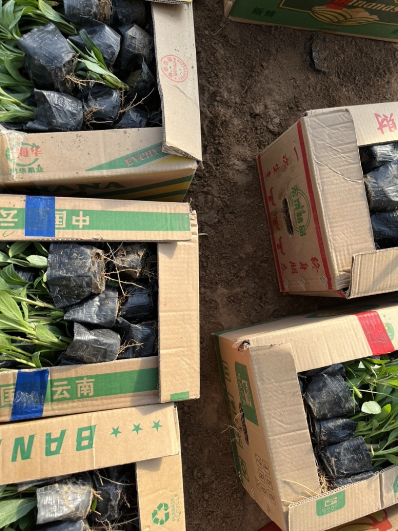 翠芦莉