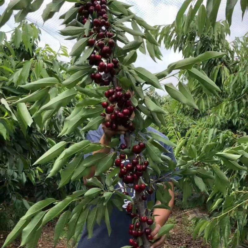 矮化樱桃苗俄八布鲁克斯沙王鲁樱奇早萨米脱美早樱桃树苗