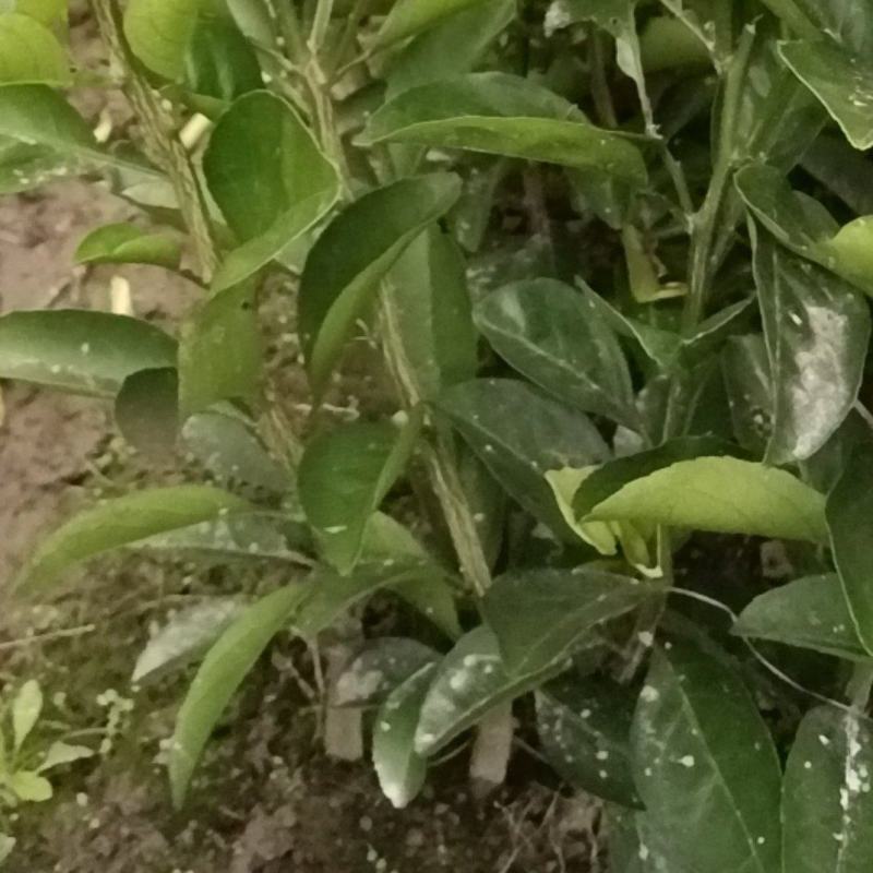 甜汁柚苗