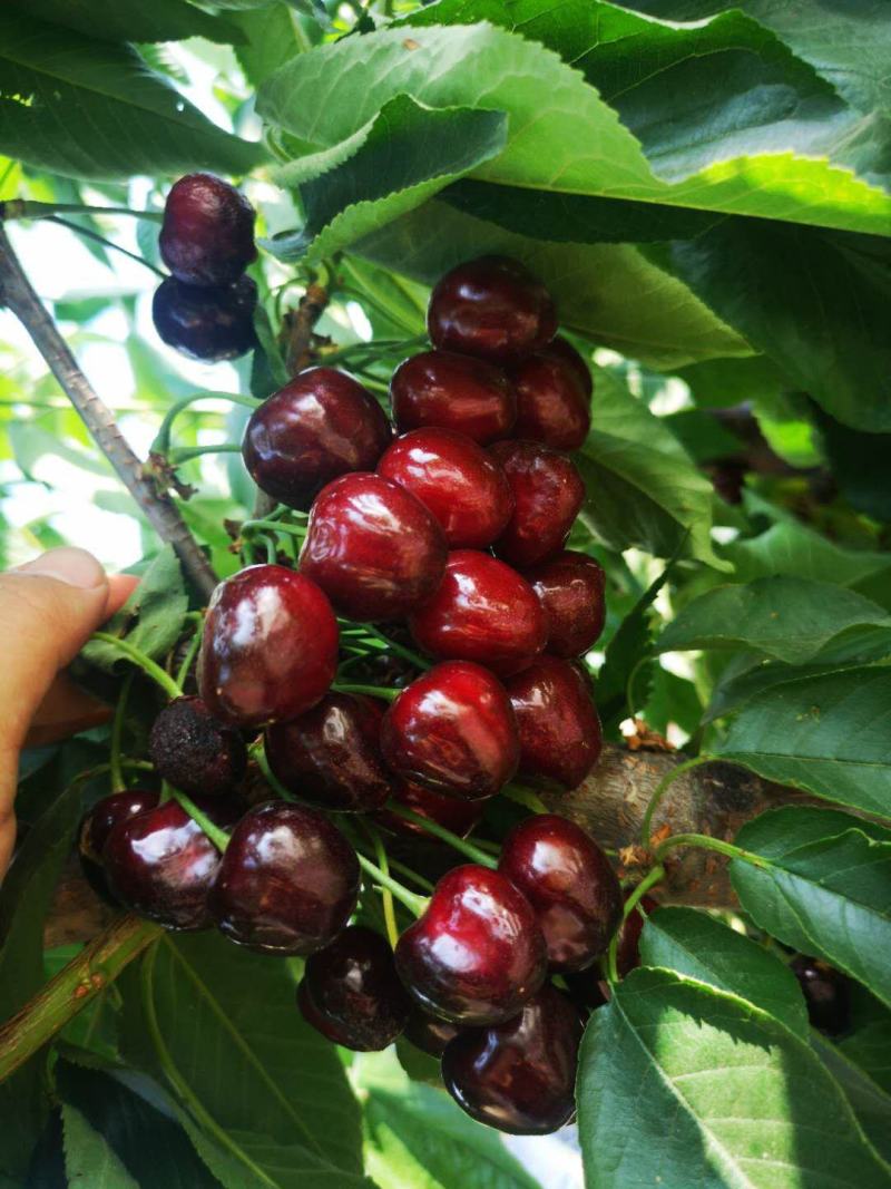 矮化樱桃苗俄八布鲁克斯沙王鲁樱奇早萨米脱美早樱桃树苗