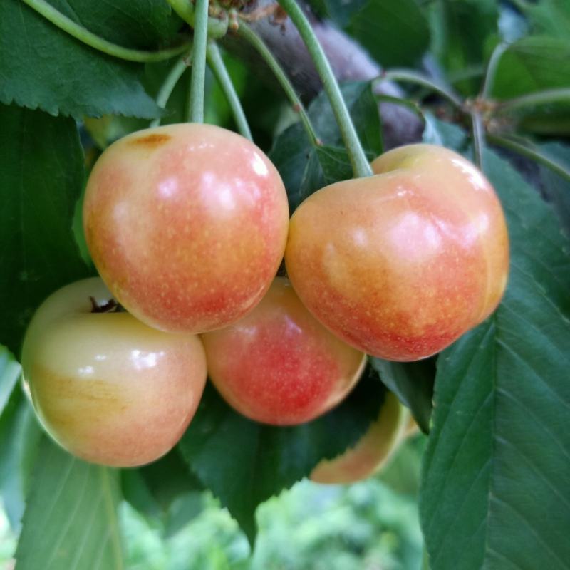 矮化樱桃苗俄八布鲁克斯沙王鲁樱奇早萨米脱美早樱桃树苗