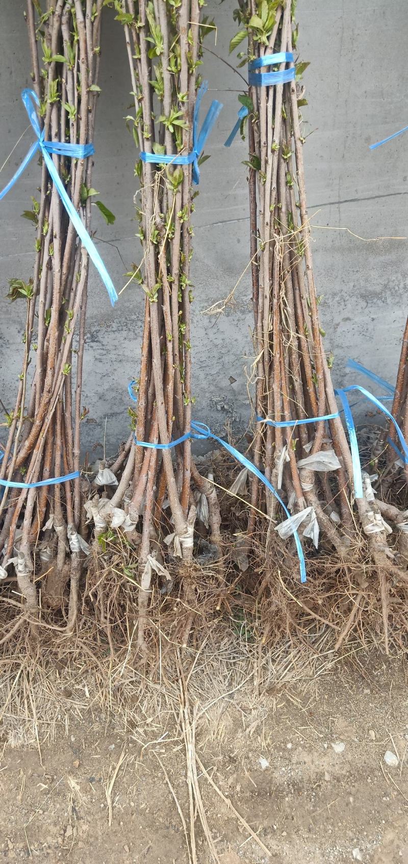 矮化樱桃苗俄八布鲁克斯沙王鲁樱奇早萨米脱美早樱桃树苗