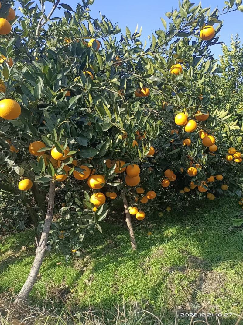 甜汁柚苗