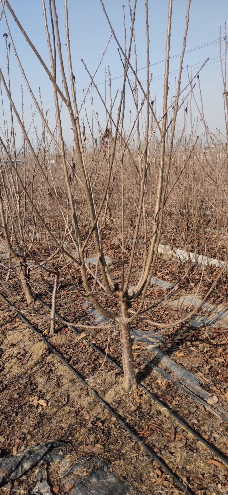 矮化樱桃苗俄八布鲁克斯沙王鲁樱奇早萨米脱美早樱桃树苗