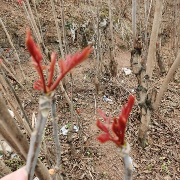 重庆香椿芽马上开卖