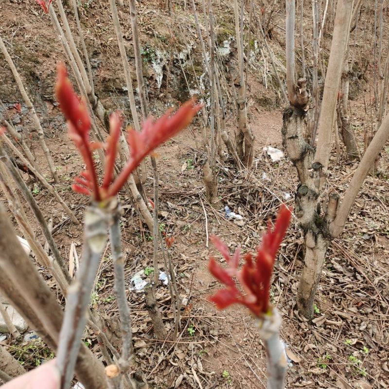 重庆香椿芽马上开卖