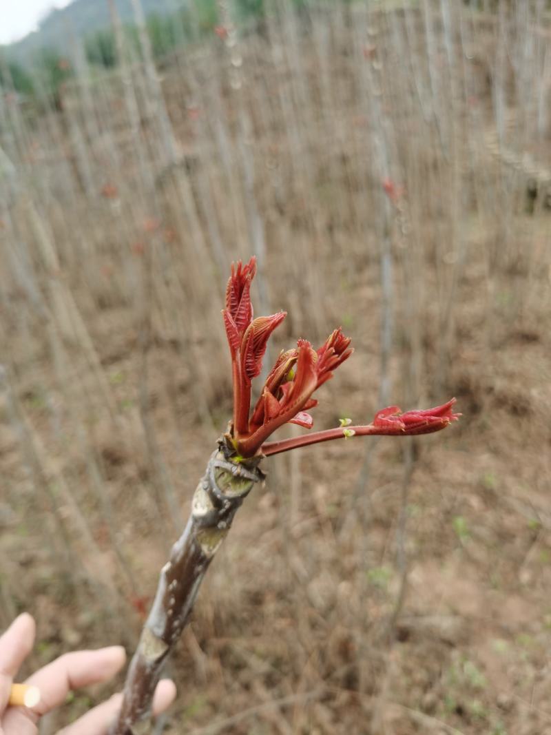 重庆香椿芽马上开卖