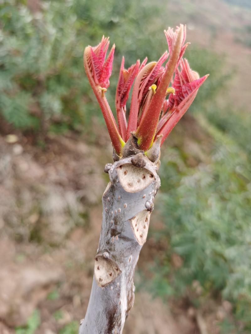 重庆香椿芽马上开卖