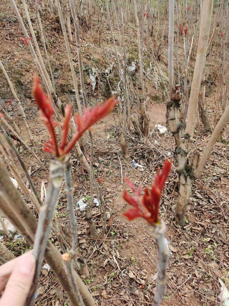 重庆香椿芽马上开卖