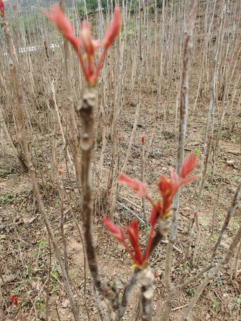 重庆香椿芽马上开卖