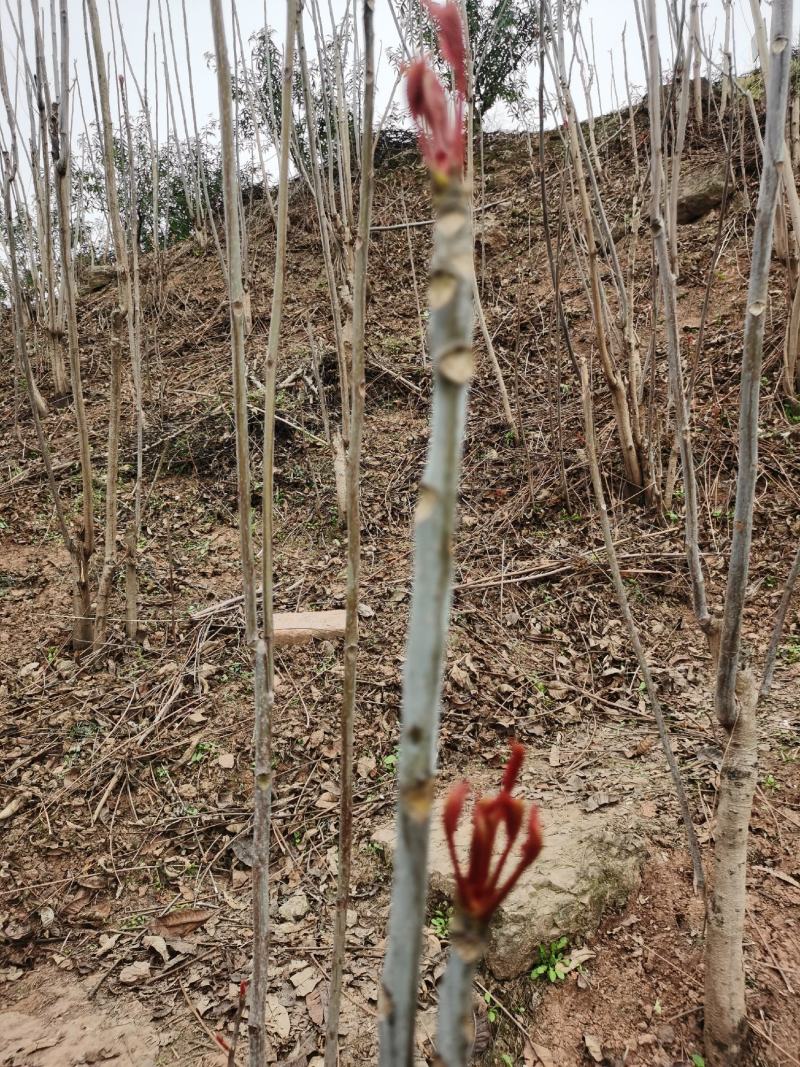 重庆香椿芽马上开卖